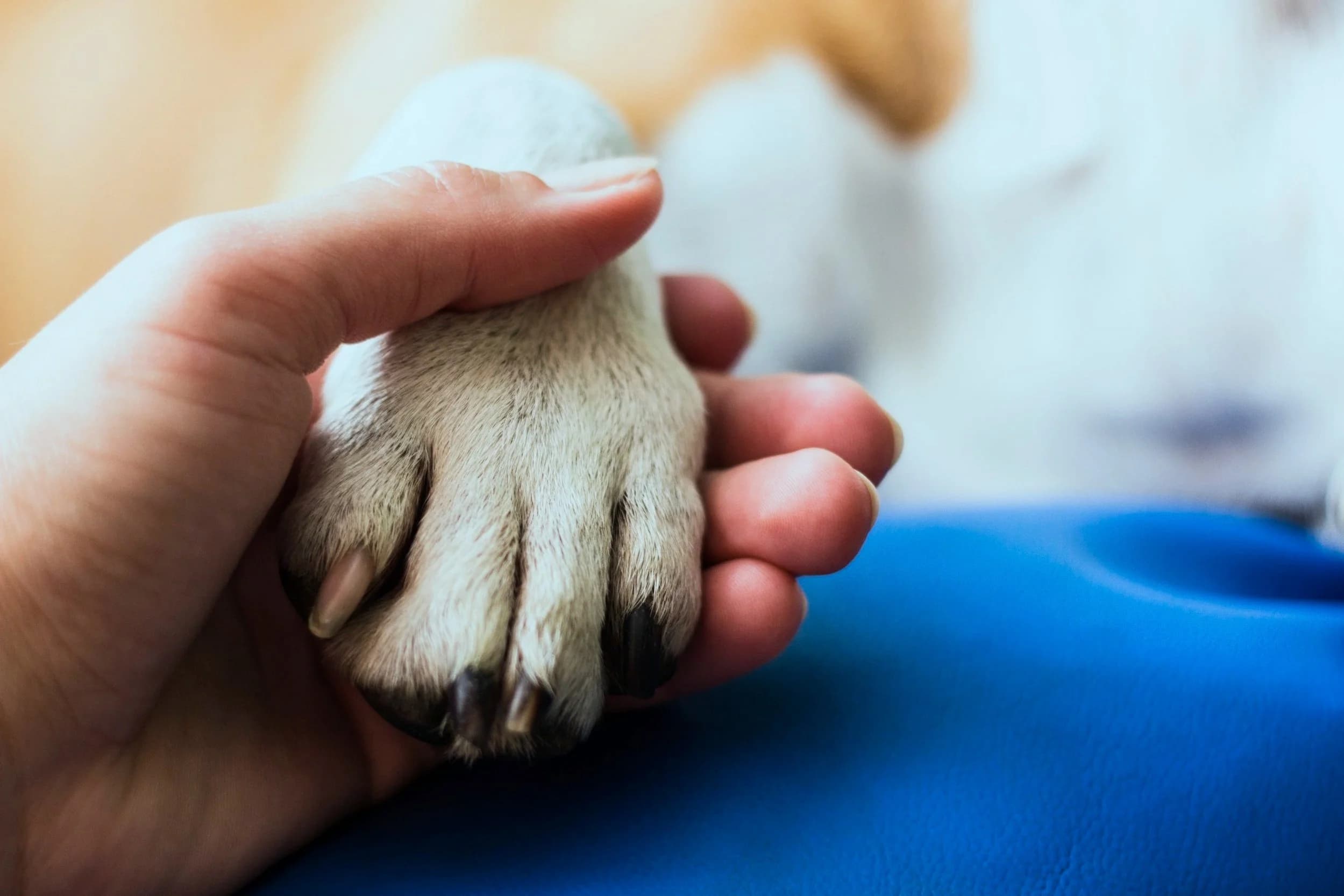 Peaceful in-home pet euthanasia