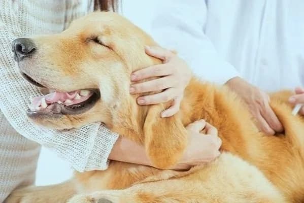 Gentle sedation before euthanasia